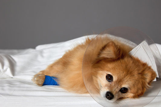 7 Silent Signs Your Pet May Be Unwell (And What to Do About It)