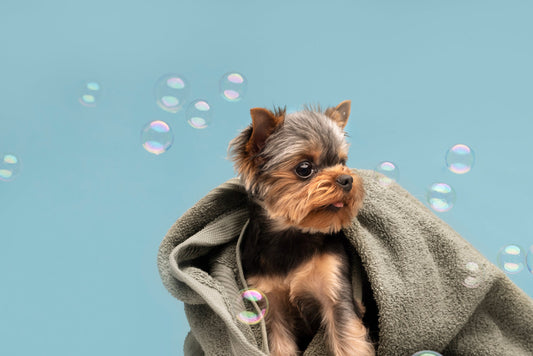 How to Create the Perfect Grooming Routine for Your Dog at Home