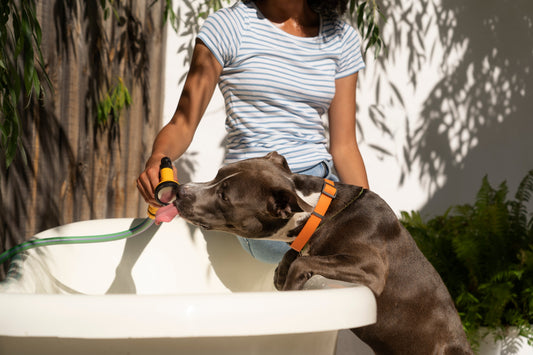 Dog with Seresto collar lying on grass; NexGard chew tablet by dog bowl; Cat receiving Bravecto spot-on treatment.